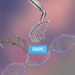 CRISPR/CAS-9: HOW IT WORKS