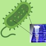 Underlying Principle of Different Solutions Used for Isolation of Plasmid from Bacteria by Alkaline Lysis Method