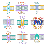 Transport Mechanisms across Plasma Membrane: Active and Passive Transport