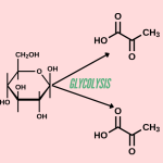 Glycolysis: First Step of Breaking Down Sugar for Cellular Energy Production