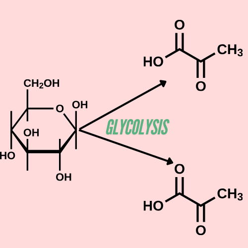 Glycolysis: First Step of Breaking Down Sugar for Cellular Energy Production