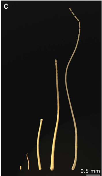 Thiomargarita magnifica: The Bacteria Big Enough to be Visible by the Naked Eye