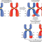 Crossing Over: Mechanism, Types, Significance