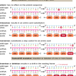 Mutation: Characteristics, Types and Applications