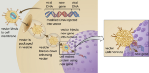 Adenovirus binding to Cell Membrane