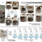Turning Trash into Treasure: Scientists Reprogram Mangrove Microbiomes to Eat Plastic