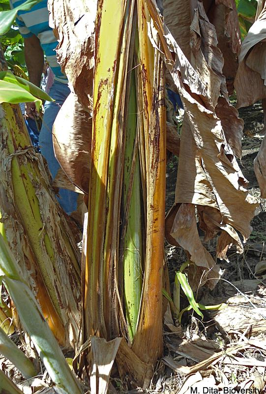 Pseudostem splitting and internal vascular browning