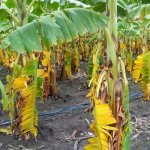 पनामा रोग