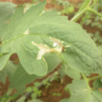 Tuta Absoluta: The Tiny Moth Causing Big Trouble in Tomato Farming