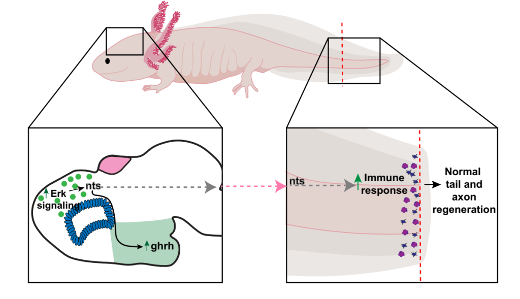 Neuronal activation in the axolotl brain promotes tail regeneration