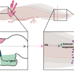 Neuronal activation in the axolotl brain promotes tail regeneration