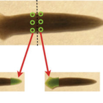 Planarian Regeneration as a Model of Anatomical Homeostasis: Recent Progress in Biophysical and Computational Approaches