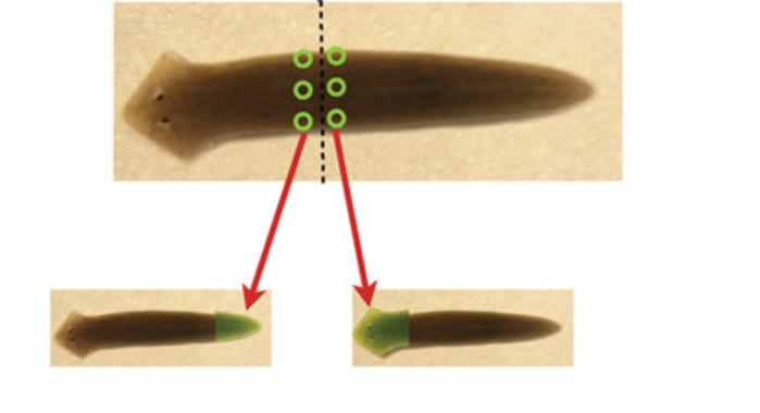 Planarian Regeneration as a Model of Anatomical Homeostasis: Recent Progress in Biophysical and Computational Approaches