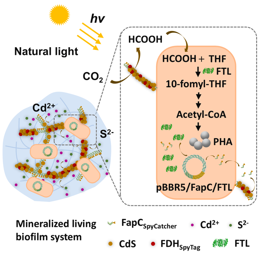 An engineered living biofilm system for sustainable conversion of CO2 into polyhydroxyalkanoates