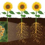 Physio-biochemical responses of three sunflower (Helianthus annuus L.) lines to phosphate solubilizing bacteria and phosphorous-enriched biochar in saline soils.