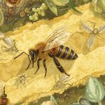 Botanical solutions for managing mite and insect pests of honeybee colonies.