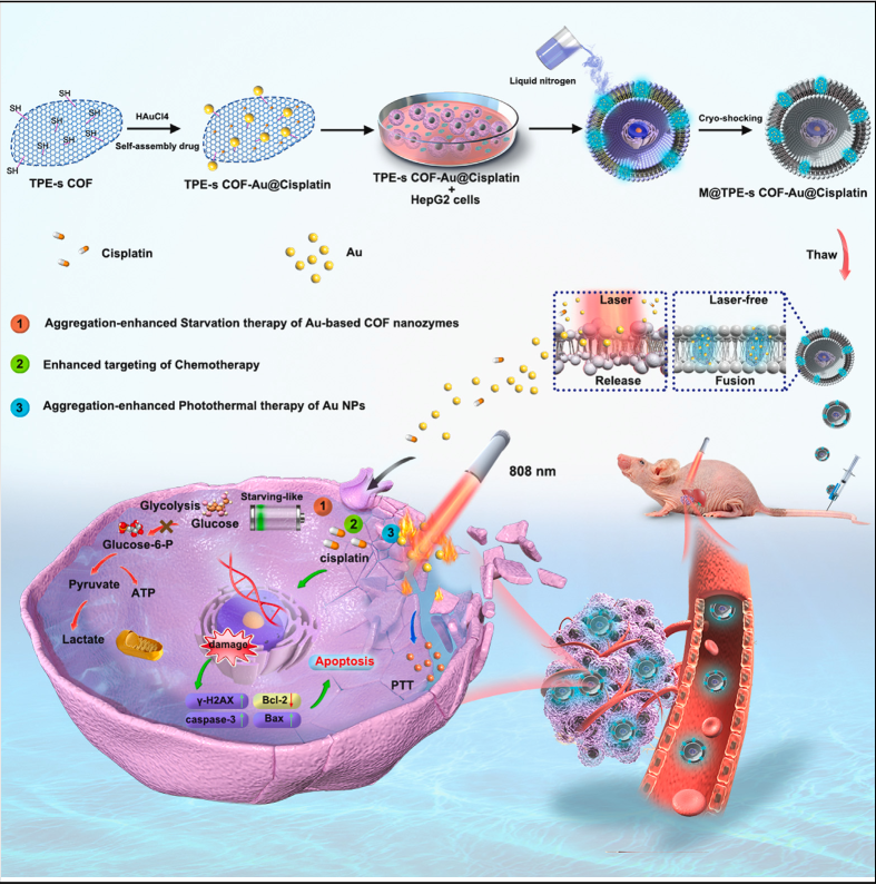 Tumor-Derived Nanozymes Open New Frontiers in Targeted Cancer Therapy