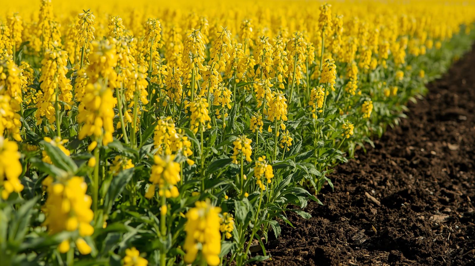 Sulphur Nutrition Improves Plant Growth Performance Against a Specialist Herbivore by Eliciting Phenolic Defense and Nutrient Induction in Rapeseed