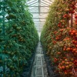 Low nocturnal temperature changed the protected tomato soil bacterial community composition and metabolite characteristics.