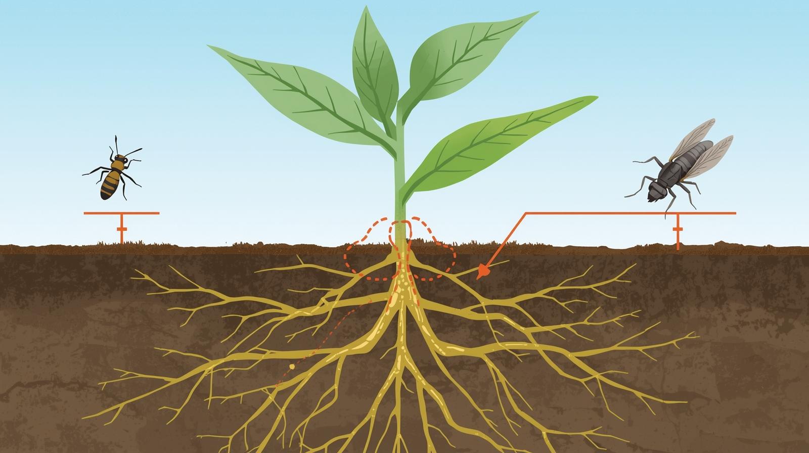 Mycorrhizal Fungi Could Naturally Curb Aphid Pests on Pepper Plants ...