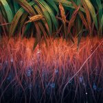 Variations in plant’s cry for help evidenced by modifications of rice root microbiota induced by blast or brown spot diseases.