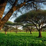 Sustainable farming in Kilombero district, Tanzania: a comparative profitability study of agroforestry (Acacia albida–pigeon peas intercrop) and continuous monocropping systems.