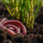 Sustainable biocontrol of bacterial blight disease using Eisenia fetida gut derived Glutamicibacter sp.: Insights from metabolomics and in silico discovery