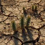 Morphological and physiological response of conifer seedlings to drought conditioning.