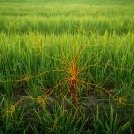 Arbuscular mycorrhizal fungi inoculation enhances 15N uptake by rice via modifying rhizosphere and hyphosphere soil bacterial and fungal community and soil enzyme activity