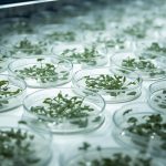 Optimization of anther culture in pepper (Capsicum annuum L.) via genotype selection and GABA supplementation