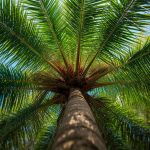 Mauritia flexuosa: Botanical characteristics, Nutritional Composition, Potential Health Benefits, Climate Crisis and Sustainability.