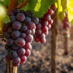 The synergistic effect of irradiated manure and bio fertilizer on growth and fruit quality of superior seedless grapevines.
