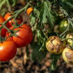 Evaluation of sustainable biorational pesticides for managing Helicoverpa armigera (Lepidoptera: Noctuidae) on tomato in Nepal.