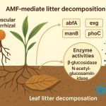 Arbuscular mycorrhizal fungi mediate litter decomposition by altering enzyme activity and microbial functional gene abundance.