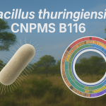 Bacillus thuringiensis CNPMS B116, a Brazilian strain from Cerrado, as a bioinoculant for improving maize yield and phosphorus use efficiency.