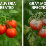 Endophytic Beauveria spp. Enhance Tomato Growth and Resistance to Botrytis cinerea via Transcriptomic Regulation.