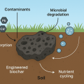 Synergistic approaches to soil remediation: engineered biochar and microbial interactions for climate-resilient remediation. 