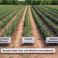 Biochar vs. Farmyard Manure: A Two-Year Field Study on Tomato Yield and Quality
