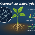 The endogenous fungus Colletotrichum endophyticum from Korean Epimedium Nakai promoted the growth of the model plant Arabidopsis thaliana