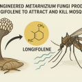 Engineered Metarhizium fungi produce longifolene to attract and kill mosquitoes.