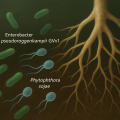 Relevance of multi-target action in the biocontrol mechanisms of Enterobacter pseudoroggenkampii GVv1 against Phytophthora sojae