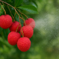 Pre-harvest spermine application influences ripening, yield and quality attributes of Litchi (Litchi chinensis Sonn.) cv. Deshi.
