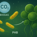 Polyhydroxybutyrates Production by Azospirillum brasilense as a Microalgal Growth Promotion Trait During CO2 Fixation from Biogas. 