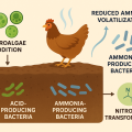 Practical microalgal supplementation: reducing ammonia emission from manure in commercial layer production.
