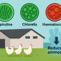 Practical microalgal supplementation: reducing ammonia emission from manure in commercial layer production. 