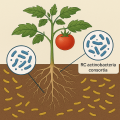Rhizosphere-competent actinobacterial consortium alleviates salinity stress in tomato through plant growth-promoting traits and ACC deaminase activity.