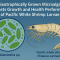 Utilization of mixotrophically grown microalgae Thalassiosira sp. to increase the growth and health performance of Pacific white shrimp larvae (Penaeus vannamei). 