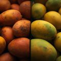 Exogenous Calcium Chloride and Chitosan Improved Postharvest Quality and Storability of Mango cv. ‘Mallika’.
