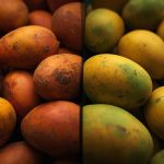 Exogenous Calcium Chloride and Chitosan Improved Postharvest Quality and Storability of Mango cv. ‘Mallika’.