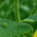 Bioefficacy of Some Insecticides and Biopesticides Against Aphis gossypii Glover and Its Predator, Chrysoperla carnea (Steph.), in Cucumber Greenhouses.